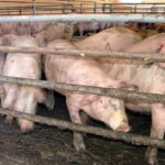 НИЖА ЦЕНА ТОВНИХ СВИЊА: Претходну седмицу на сточним пијацама широм Србије обележила појефтињења