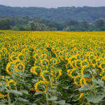ЕВО НА КОЈОЈ БИЉЦИ СУ ЛАЖНИ ПОЉОПРИВРЕДНИЦИ НАЈВИШЕ ПРОФИТИРАЛИ За 18 месеци биће прегледан сваки квадратни метар