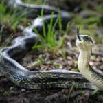 САЊАЛИ СТЕ ЗМИЈУ? Ево шта то значи по народним веровањима и шта би могао да буде лош знак