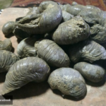 ОВАКАВ ОГЛАС НИСТЕ ВИДЕЛИ-СМЕДЕРЕВАЦ ПРОДАЈЕ ФОСИЛЕ НА КОМАД, ЦЕНА ПРАВА СИТНИЦА