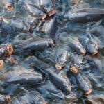 РИБА У ЈАНУАРУ ОВЕ ГОДИНЕ СКУПЉА СКОРО 60 ОДСТО НЕГО У ЈАНУАРУ ПРОШЛЕ ГОДИНЕ