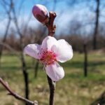 МИСЛИТЕ ДА ПРОЛЕЋЕ ПОЧИЊЕ 21. МАРТА? Онда сте у заблуди, ево зашто се променио ДАТУМ!