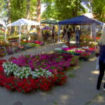 ПРОЛЕЋНИ САЈАМ ЦВЕЋА 13. И 14. МАЈА У СМЕДЕРЕВСКОЈ ПАЛАНЦИ