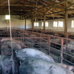 ТЕЖИНА „ЖИВЕ ВАГЕ“ ОДЛАЗИ У ИСТОРИЈУ Цена свиња и говеда зависиће и код нас од меснатости СТОЧАРСТВО У СРБИЈИ СЕ ДО 2025. ГОДИНЕ ПРИЛАГОЂАВА ЕУ СТАНДАРДИМА