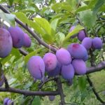 СРБИЈА ИМА НАЈВЕЋЕ ПОВРШИНЕ ПОД ШЉИВОМ У ЕВРОПИ