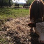 РАЗМЕЊУЈЕ СЕ КУКУРУЗ ЗА СВИЊЕ И ЈУНАД За кило свиња и јунади 14,62 и 19,71 килограм кукуруза