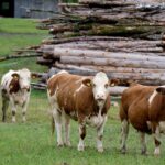 Јавни позив за подношење захтева за остваривање права наподстицаје за набавку квалитетних приплодних грла