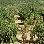 Пламењача паприке Phytophthora capsici