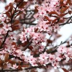 ПРВИ МАЈ СПРЕМА ИЗНЕНАЂЕЊА Ред кише, ред сунца, па мало грмљавине! Спремите се за захлађење