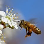 СВЕТСКИ ДАН ПЧЕЛА ОБЕЛЕЖАВА СЕ 20. МАЈА Најважнијем бићу на планети угрожен опстанак
