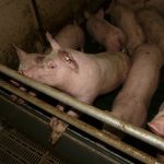 АФРИЧКА КУГА ПОНОВО ПОСЛЕ ПОЛА ГОДИНЕ БУКНУЛА У НЕКОЛИКО ГРАДОВА СРБИЈЕ: Зараза убија свиње у Смедереву, Шапцу, Краљеву…