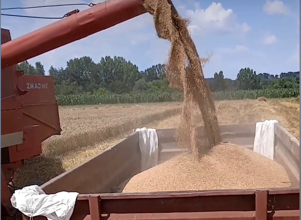 У припреми интервентни откуп пшенице преко Робних резерви