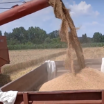 У припреми интервентни откуп пшенице преко Робних резерви