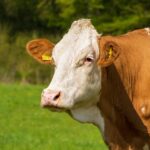 СУБВЕНЦИЈЕ ЗА КРАВЕ Министарство даје подстицаје за узгој телади за тов, ЕВО до када