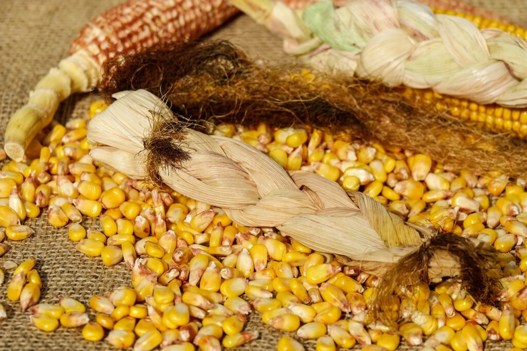 КУКУРУЗОМ СЕ ТРЕНУТНО НАЈВИШЕ ТРГУЈЕ За пшеницу опало интересовање