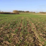 Стање озимих стрних жита у Подунавском округу