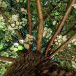 ЗНАТЕ ЛИ ГДЕ СЕ НАЛАЗИ НАЈДЕБЉЕ СТАБЛО У СРБИЈИ: Само је 40 километара од Паланке а дебље је од три метра