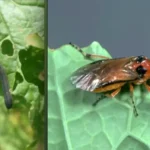 Репичина лисна оса (Athalia rosae)