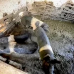 ЦЕНЕ ТОВНИХ СВИЊА 260 ДИН НА СТОЧНИМ ПИЈАЦАМА АЛИ ЈАГАЊЦИ ПОСКУПЕЛИ