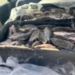 УХВАЋЕНИ СА 20 КИЛОГРАМА РИБЕ У ВРЕМЕ ЛОВОСТАЈА