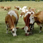 СТОЧАРИМА И ДО 55 МИЛИОНА ДИНАРА: Расписан Јавни позив за подстицаје за органску производњу