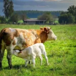 МИНИСТАРСТВО ПОЉОПРИВРЕДЕ ДАЈЕ СУБВЕНЦИЈЕ ПО 20.000 ДИНАРА, КОНКУРС ОТВОРЕН ДО 30. СЕПТЕМБРА