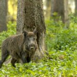 Осим код домаћих свиња у Биновцу, афричка куга и код дивљих у ловишту Раља