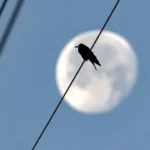 Човечанство ће исцрпети природне ресурсе Земље до јула 2025. године