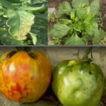 ВИРУС БРОНЗАВОСТИ ПАРАДАЈЗА – ВИРУС ПЕГАВОГ УВЕНУЋА ПАРАДАЈЗА