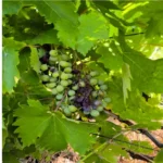 Crna trulež vinove loze Guignardia bidwellii