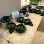 УХАПШЕН МУШКАРАЦ У ВЕЛИКОЈ ПЛАНИ, У ВИКЕНДИЦИ НАЂЕНО ДЕВЕТ КИЛОГРАМА МАРИХУАНЕ