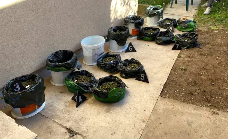 МУП МАРИХУАНА