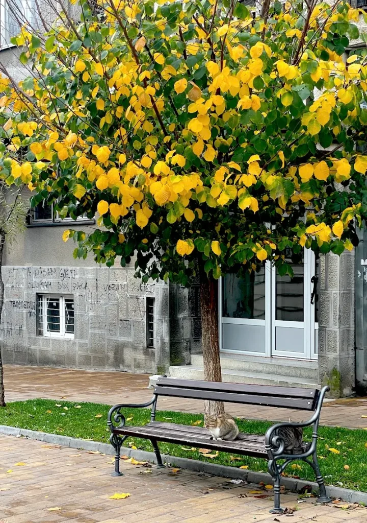 ПРОГНОЗА ВРЕМЕНА ЗА СЕДМИЦУ ПРЕД НАМА, ОВОГ ДАНА ЋЕ БИТИ И ДО 19 СТЕПЕНИ