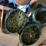 ПЛАЊАНИН УХАПШЕН ЗБОГ МАРИХУАНЕ БРАНИО СЕ ЋУТАЊЕМ