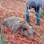 „РАЊЕНА ЗВЕР МИ ЗУБИМА ХВАТАЛА ЛИЦЕ“ Босанца напала ДВА МЕДВЕДА