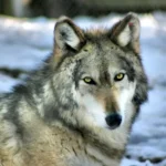 УСКОРО ЋЕ ВУЧИЈИ ДАНИ: Наредних 7 дана ово никако не радите