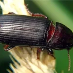 Житни бауљар – Zabrus tenebrioides